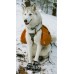 Alcott Adventure Boots - кучешки ботушки, черни със светлоотразителни детайли, размер M, дължина на стъпалото 7 см APLMD