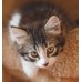 Essential The Little Lion - пълноценна храна за котки от 2 до 12 месечна възраст 3 кг - Англия ESS65964