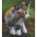 Essential The Little Lion - пълноценна храна за котки от 2 до 12 месечна възраст 3 кг - Англия ESS65964