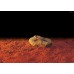 Exo Terra HEAT WAVE ROCK / ELECTRONIC HEAT STONE - Small - нагряваща, скала - 15.5 x 10 см - 5W - ГЕРМАНИЯ - PT2000 Exo Terra HEAT WAVE ROCK / ELECTRONIC HEAT STONE - Small - нагряваща, скала - 15.5 x 10 см - 5W - ГЕРМАНИЯ - PT2000