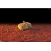 Exo Terra HEAT WAVE ROCK / ELECTRONIC HEAT STONE - Medium - нагряваща, скала - 15,5 x 15,5 см - 10W - ГЕРМАНИЯ - PT2002 Exo Terra HEAT WAVE ROCK / ELECTRONIC HEAT STONE - Medium - нагряваща, скала - 15,5 x 15,5 см - 10W - ГЕРМАНИЯ - PT2002
