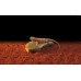 Exo Terra HEAT WAVE ROCK / ELECTRONIC HEAT STONE - Large - нагряваща, скала - 31 x 18 см - 15W - ГЕРМАНИЯ - PT2004 Exo Terra HEAT WAVE ROCK / ELECTRONIC HEAT STONE - Large - нагряваща, скала - 31 x 18 см - 15W - ГЕРМАНИЯ - PT2004