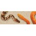 Exo Terra SNAKE BREEDING SUBSTRATE - постелка за змии - 4,4 литра, ГЕРМАНИЯ - PT2766