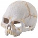 Exo Terra PRIMATE SKULL - SECURE HIDING PLACE, скривалище и декорация, 15 x 13 x 10 cm - ГЕРМАНИЯ - PT2926 Exo Terra PRIMATE SKULL - SECURE HIDING PLACE, скривалище и декорация, 15 x 13 x 10 cm - ГЕРМАНИЯ - PT2926