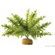 Exo Terra RAINFOREST GROUND PLANTS, Boston Fern - Small - растения от дъждовната гора, 10 x 10 x 23 cm, Германия - PT2990 Exo Terra RAINFOREST GROUND PLANTS, Boston Fern - Small - растения от дъждовната гора, 10 x 10 x 23 cm, Германия - PT2990