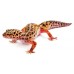 Exo Terra LEOPARD GECKO STARTER KIT TERRARIUM - стартов комплект за отглеждане на гекони, 45 x 45 x 30 cm, ГЕРМАНИЯ - PT3837