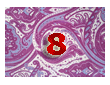 плат нашийник 8 / fabric collar 8